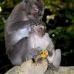 monkey_macaque_balinese_mf_ubud_v_0653_bal0663.jpg
